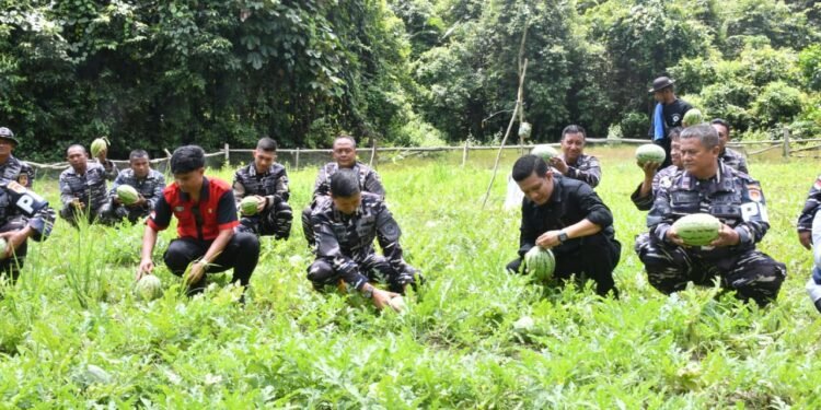 Lanal Sibolga Gelar Panen Raya Semangka Tahap II di Lahan Ketahanan Pangan Pos Labuhan Angin