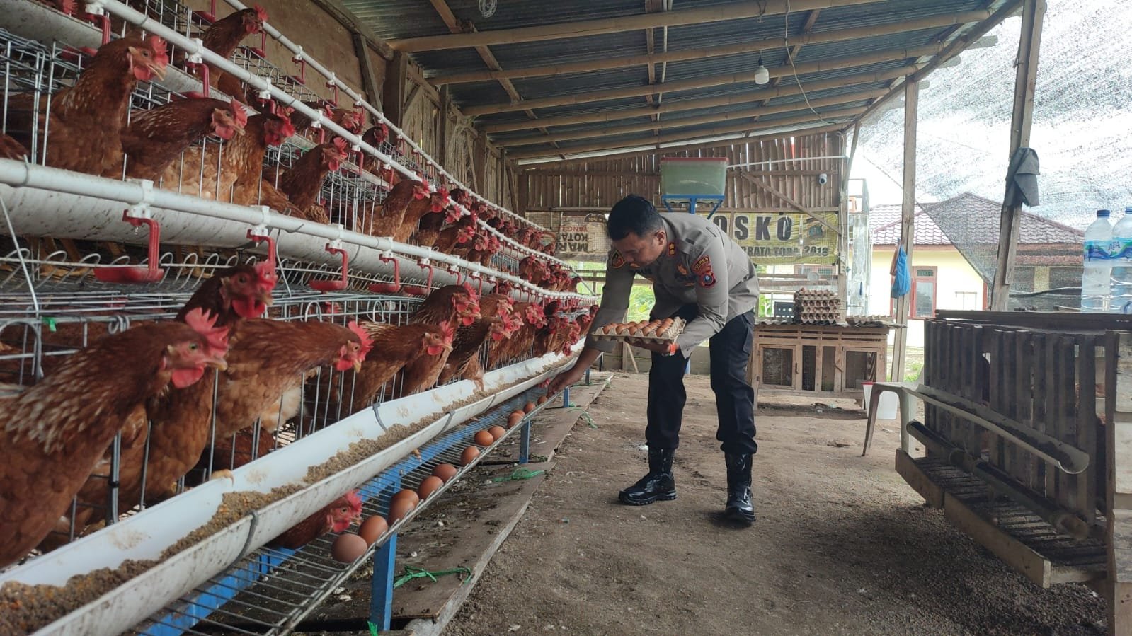 Polres Pakpak Bharat Ubah Tanah Kosong Jadi Kandang Ayam, Bantu Ekonomi Masyarakat