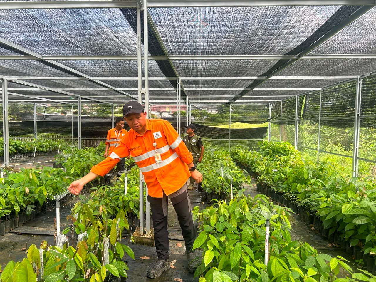 PT Agincourt Resources Kembangkan Martabe Cocoa, Perkuat Ekosistem Kakao di Tapsel